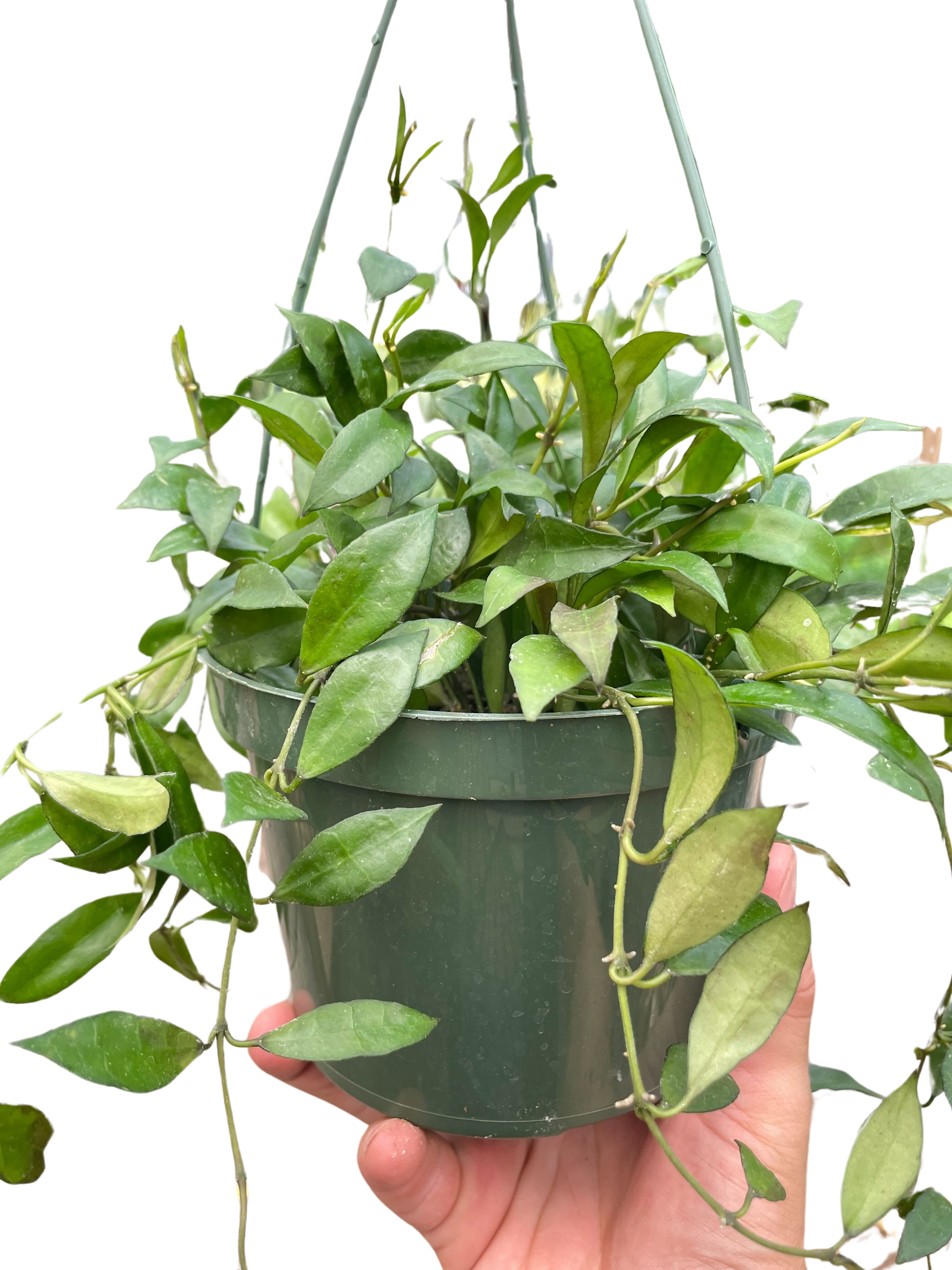 Hoya 'Lacunosa'