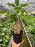 Money Tree Stump, 'Guiana Chestnut' Pachira Stump, Pet Friendly Live Houseplants