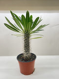 Madagascar Palm, Pachypodium 'lamerei' Live Houseplants