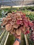 Peperomia 'Quito', Peperomia caperata 'Quito', Radiator Plant, Live Houseplants, Pet Friendly Plants