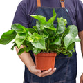 Pothos 'Golden', Epipremnum Aureum, Devil's Ivy, Live Houseplants