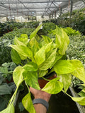 Pothos 'Neon Queen' Epipremnum aureum | Neon Marble Pothos | Live Houseplant 4 & 6" Nursery Pot