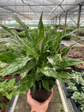Peace Lily, Variegated Spathiphyllum 'Domino', Live Houseplants