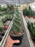 Spiral Cactus, Cereus forbesii 'Spiralis', Succulents, Live Houseplants