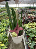 Red Dragon Flower (Huernia schneideriana) Live Houseplants