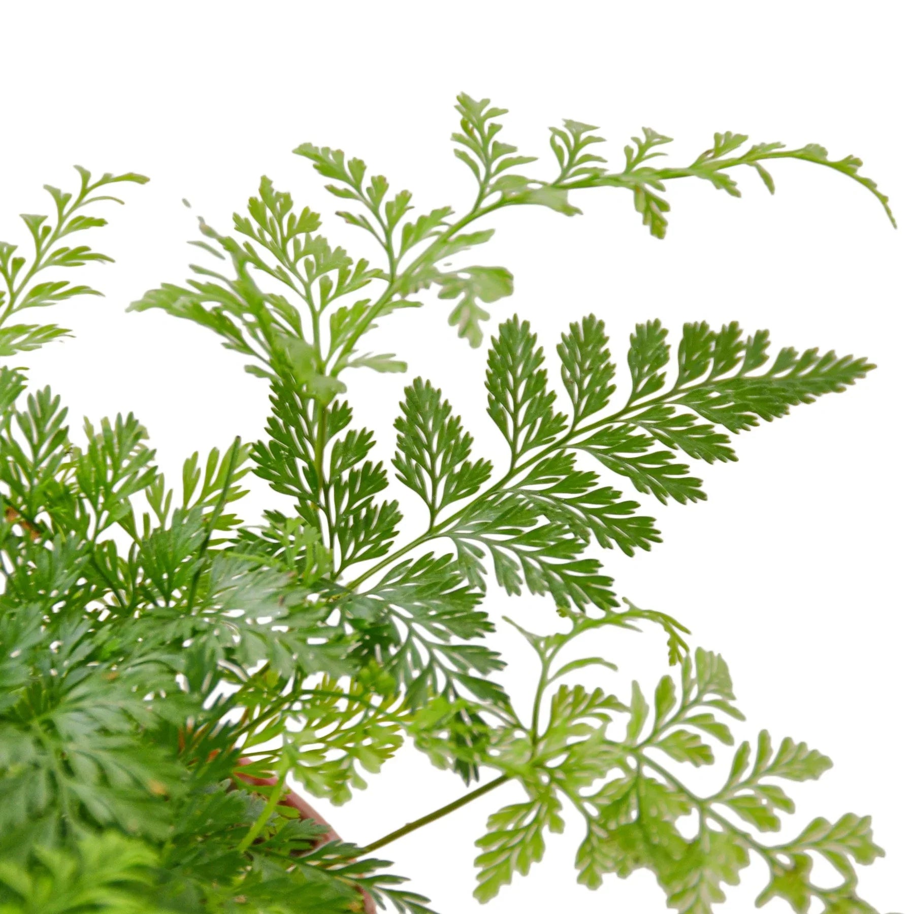 Rabbit's Foot Fern-Davallia fejeensis -Pet Safe Plants