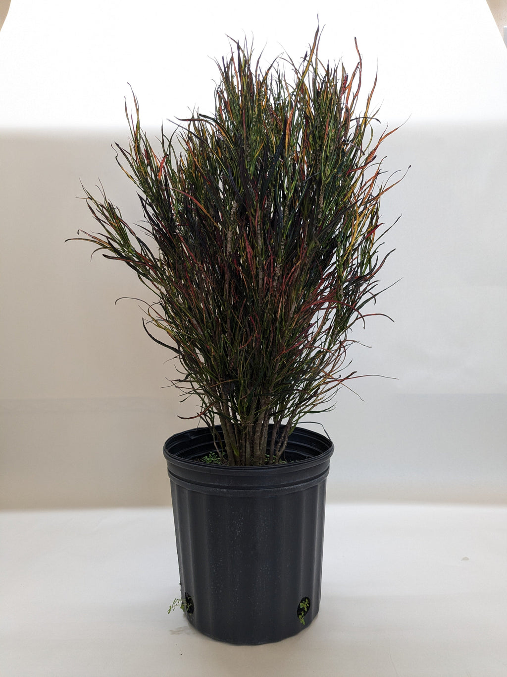 Croton 'Picasso'Codiaeum variegatum, Picasso's Paintbrush, Live Houseplants