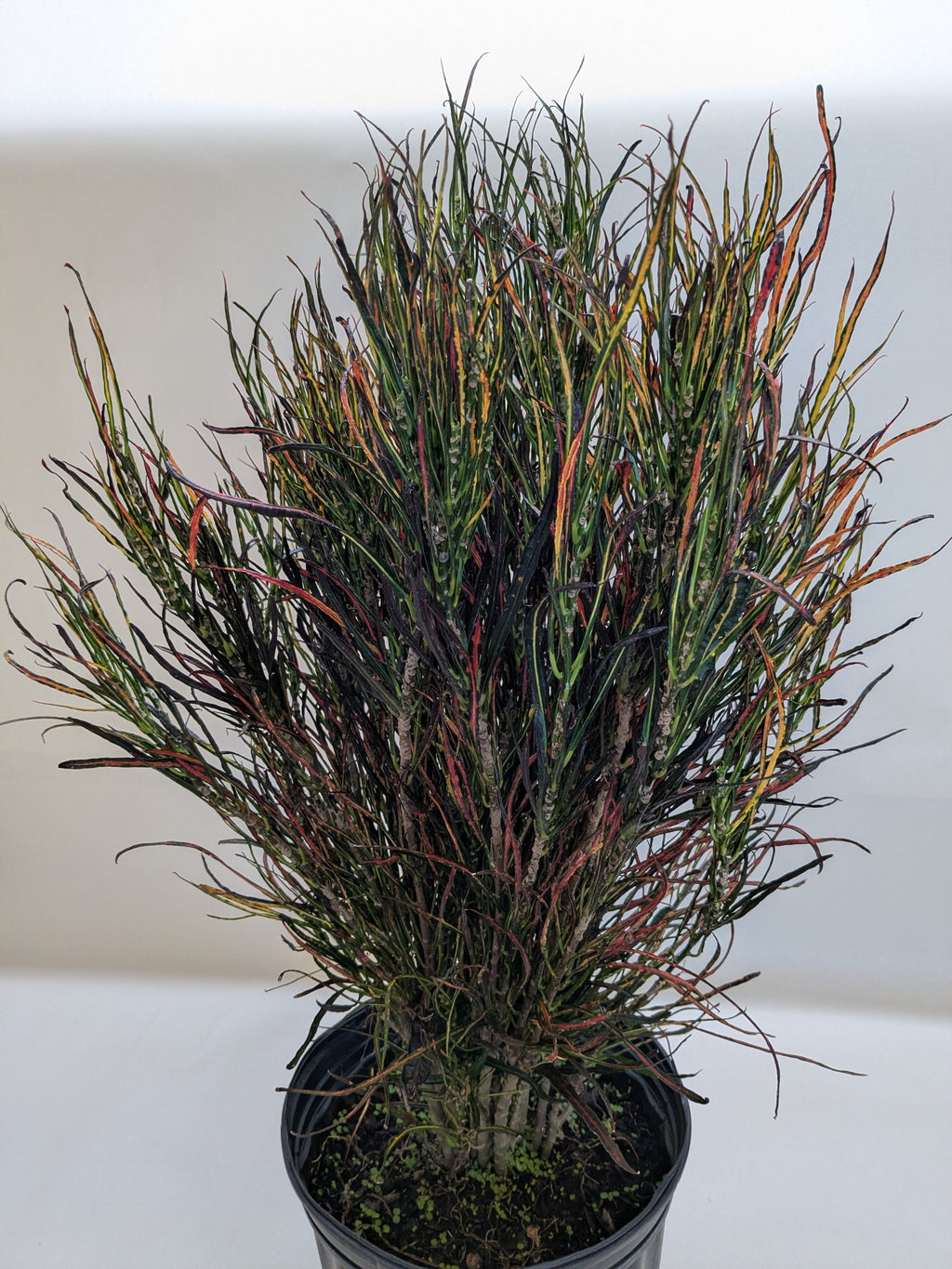 Croton 'Picasso'Codiaeum variegatum, Picasso's Paintbrush, Live Houseplants