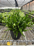 Fern 'Kangaroo Paw', Microsorum diversifolium, Live Houseplants