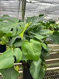 Monstera Deliciosa 'Split-Leaf'