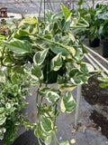 Pothos 'N'joy' Epipremnum Aureum, Epipremnum Aureum, Devil's Ivy LIVE HOUSEPLANT