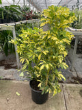 Schefflera Variegated, schefflera arboricola, Live Houseplants