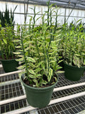 Variegated Devil's Backbone Euphorbia, Euphorbia tithymaloides Variegated, Live Houseplants