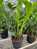 ZZ Plant, Zamioculcas Zamiifolia Live Houseplants