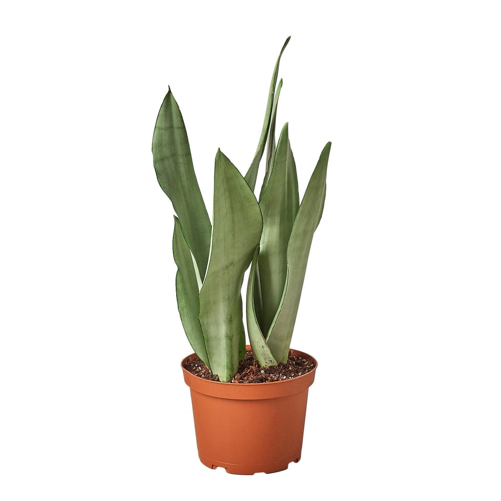 Snake Plant Moonshine, Sansevieria Trifasciata, Laurentii, 6" Plant, NURSERY POT ONLY