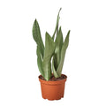 Snake Plant Moonshine, Sansevieria Trifasciata, Laurentii, 6" Plant, NURSERY POT ONLY
