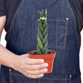 Snake Plant Braided, Sansevieria Trifasciata, Mother-in-law's Tongue, Live Houseplant