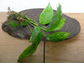 Anubias Heterophylla