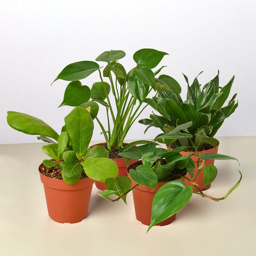 Assorted Tropical Houseplant Bundle – 4 Live Indoor Plants