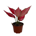 Chinese Evergreen 'Ruby Garuda'