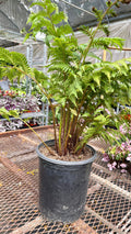 Australian Tree Fern