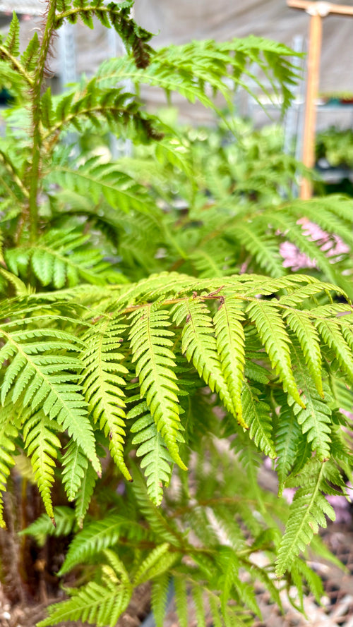 Australian Tree Fern