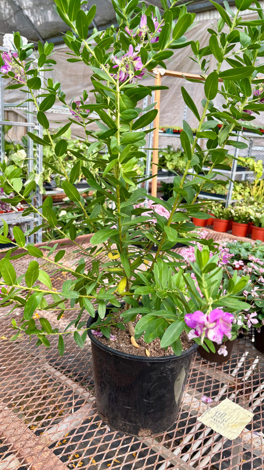 Polygala 'Grandiflora' -Sweet Pea Shrub
