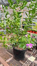 Polygala 'Grandiflora' -Sweet Pea Shrub