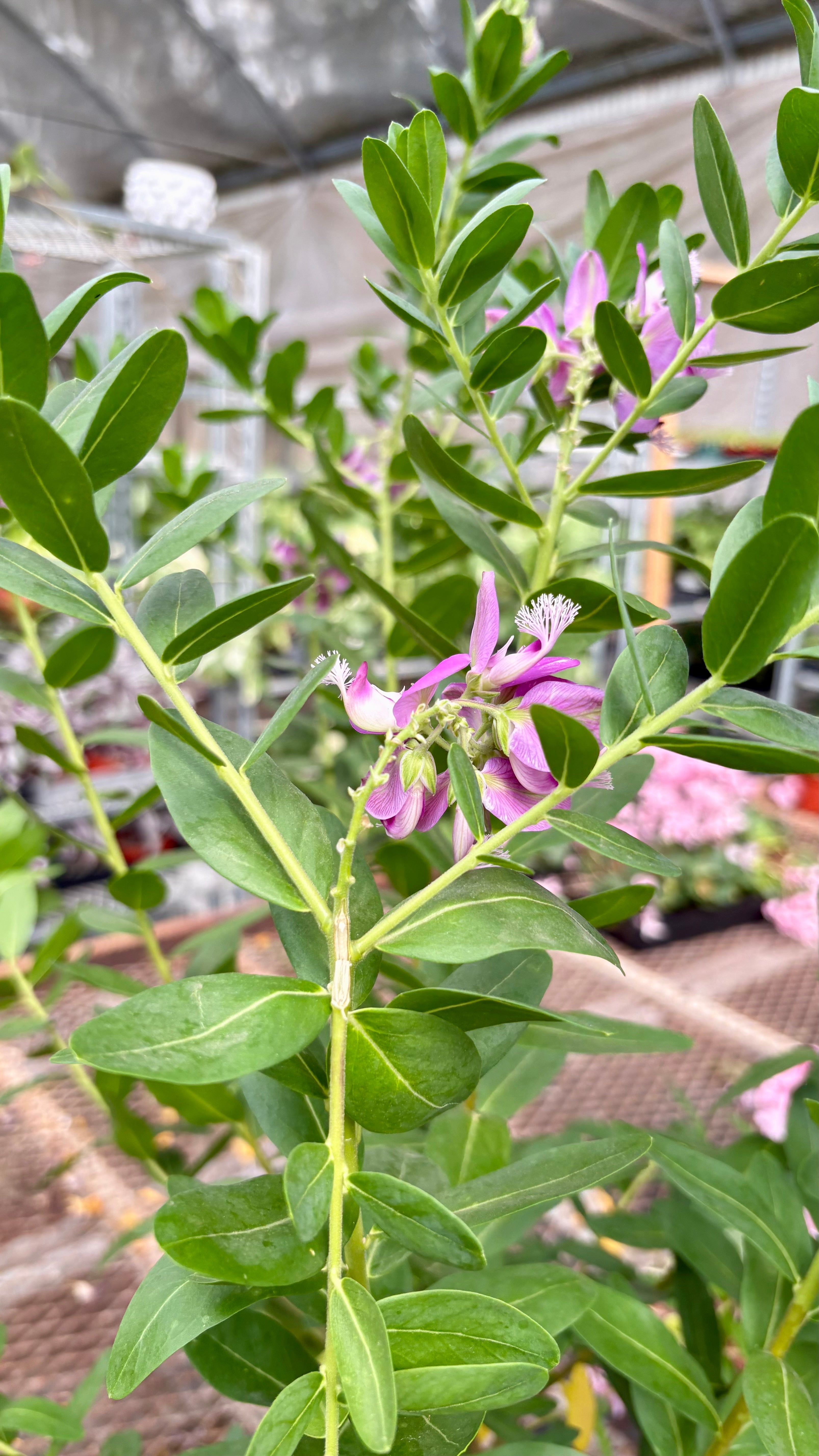 Polygala 'Grandiflora' -Sweet Pea Shrub