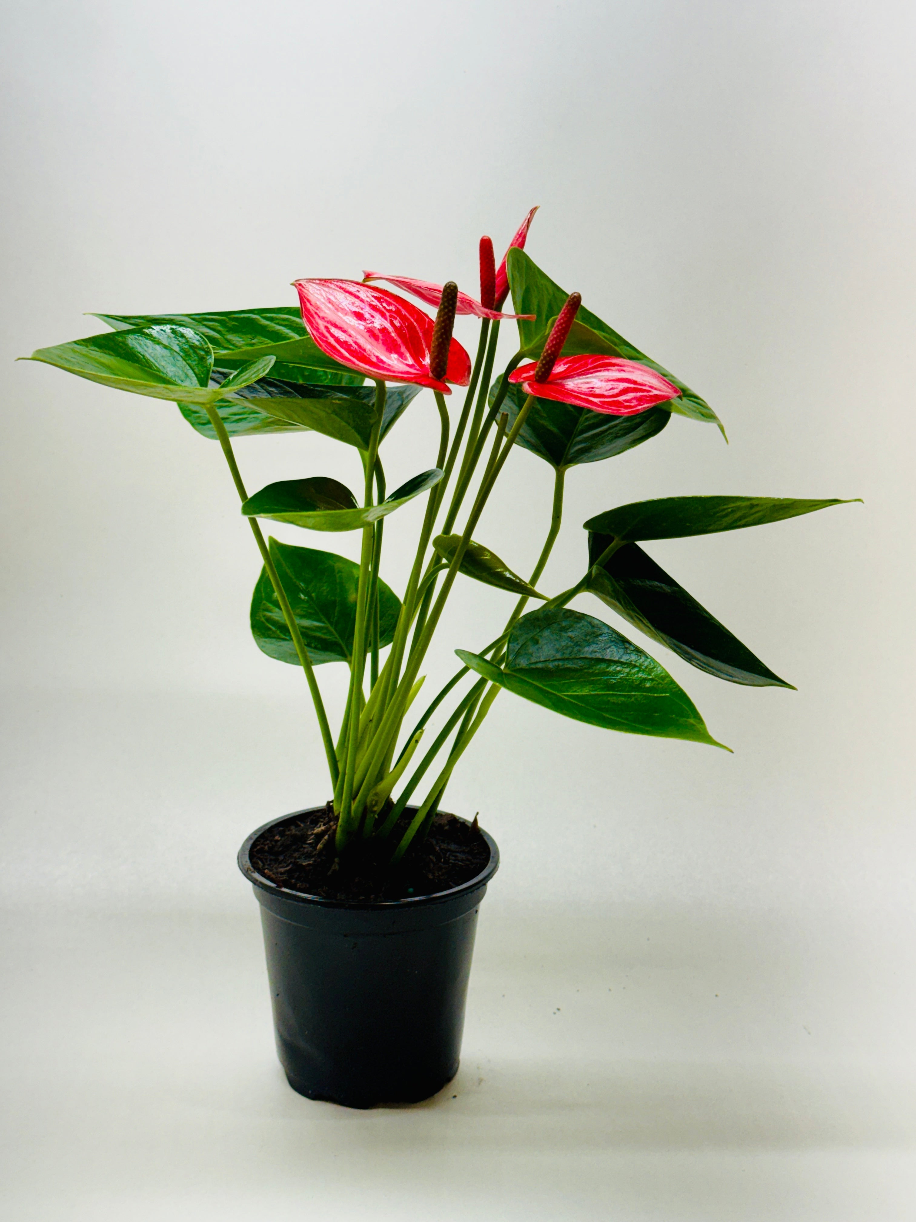 anthurium livium red Anthurium 'Livium'