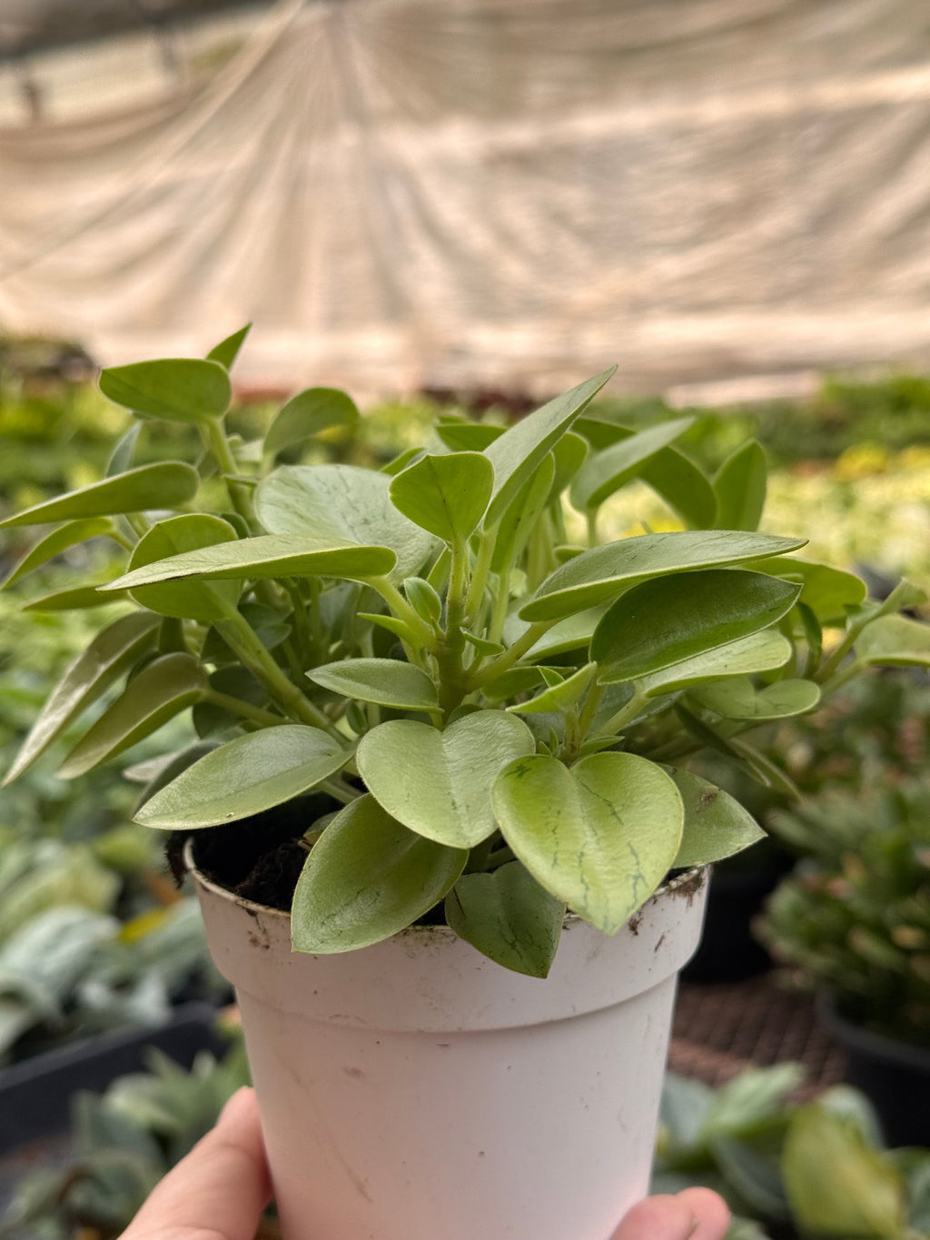 Peperomia 'Pixie Lime’ - Peperomia orba