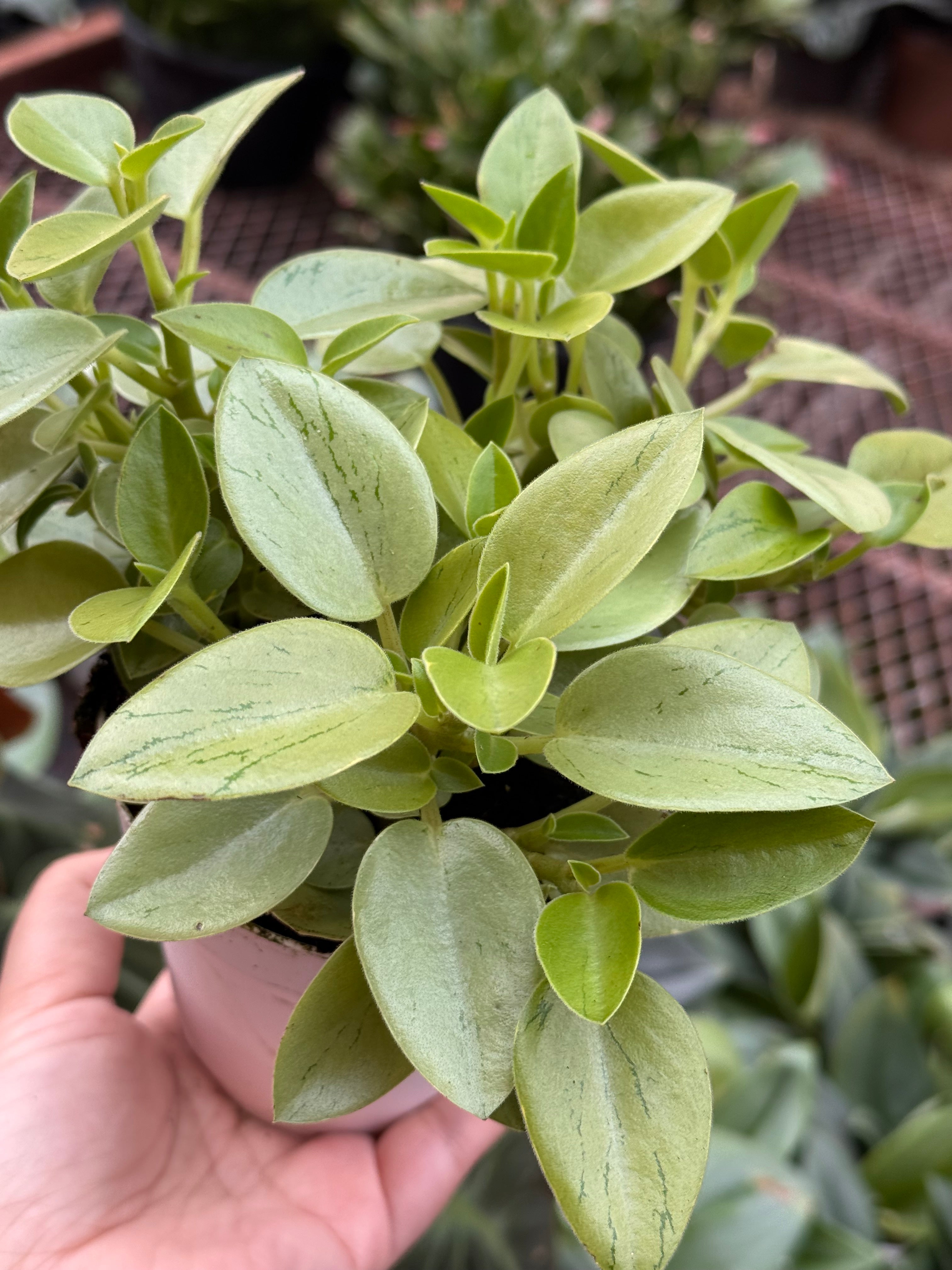 Peperomia 'Pixie Lime’ - Peperomia orba