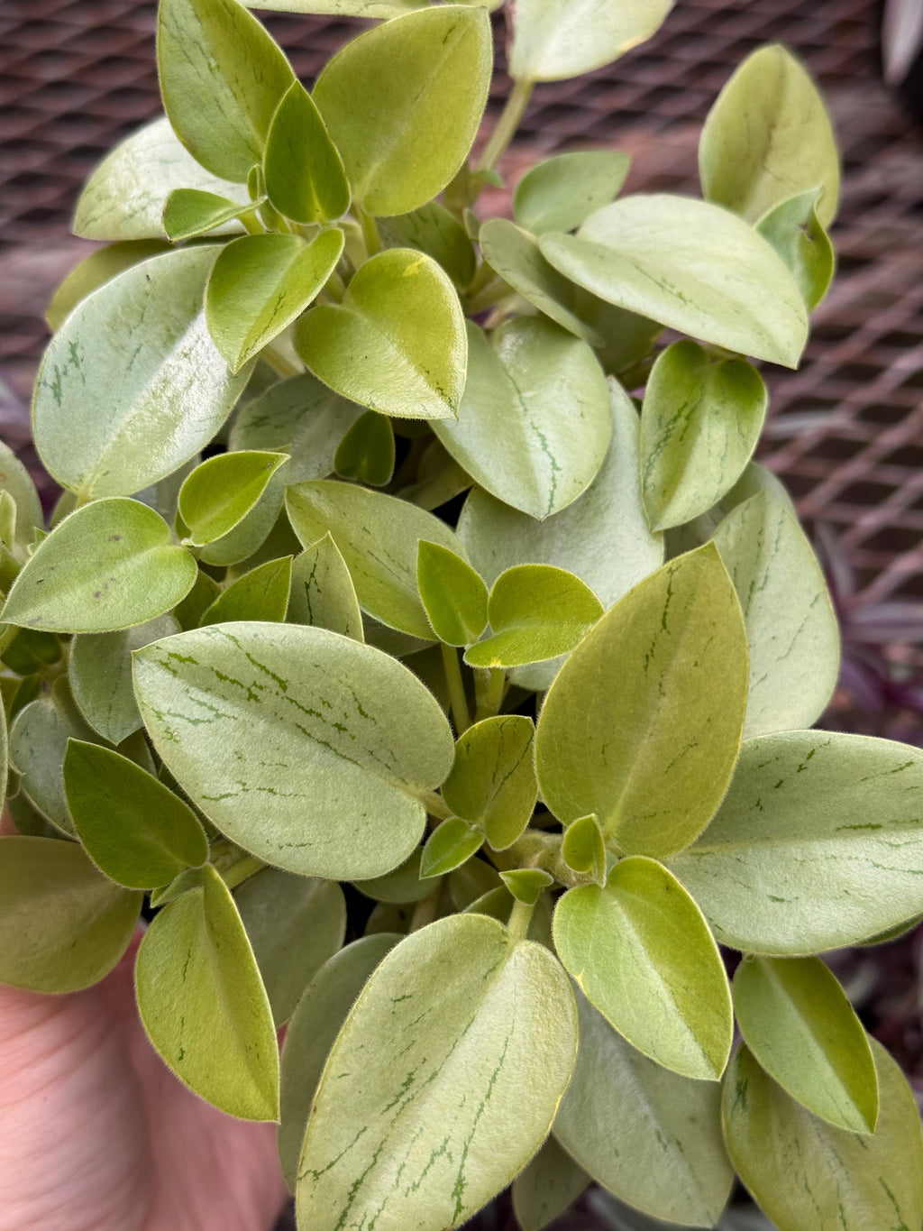 Peperomia 'Pixie Lime’ - Peperomia orba