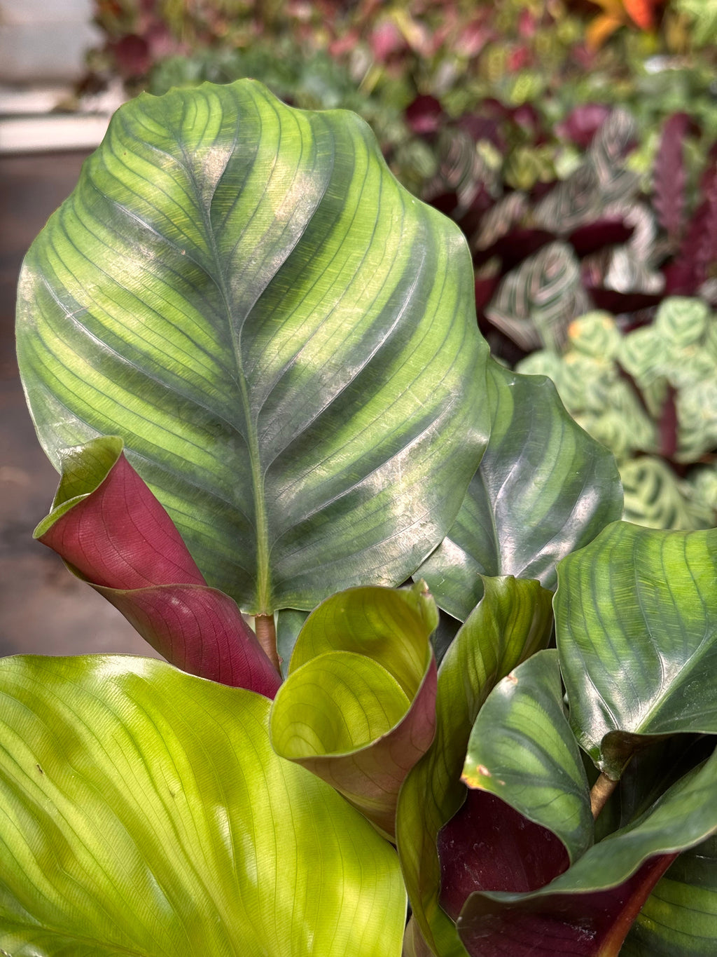 Calathea 'Fasciata' Prayer Plant