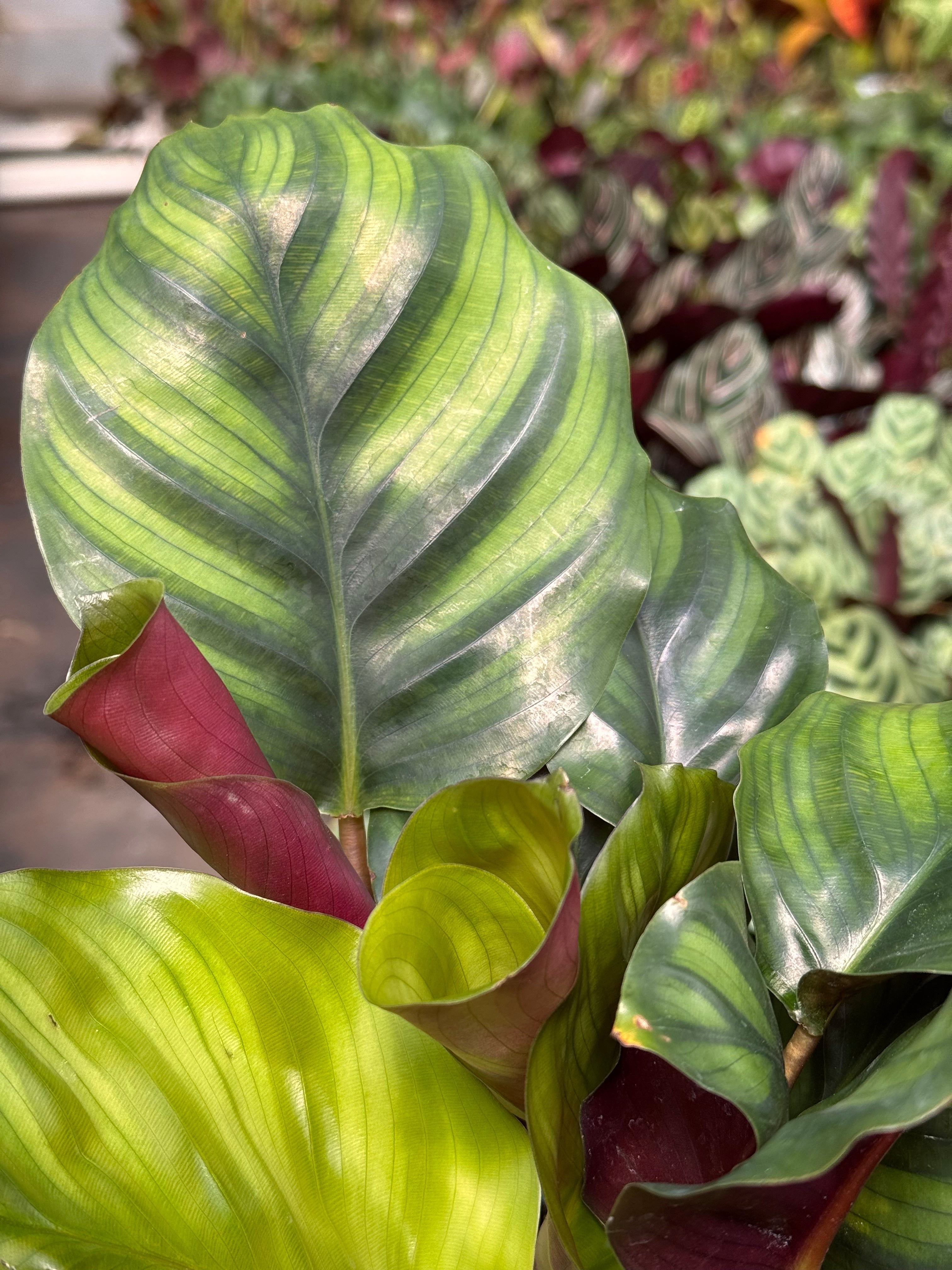 Calathea 'Fasciata' Prayer Plant