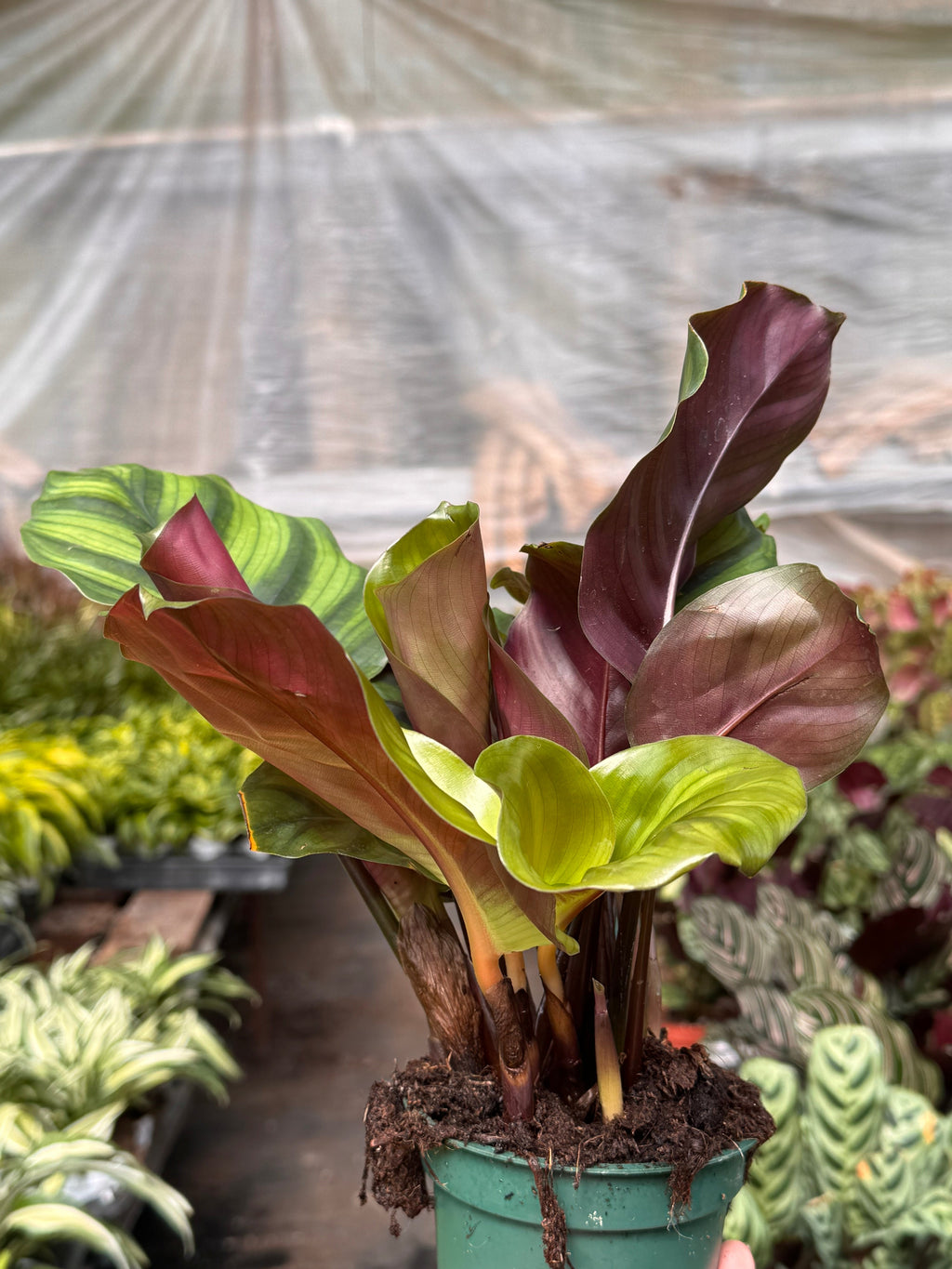 Calathea 'Fasciata' Prayer Plant