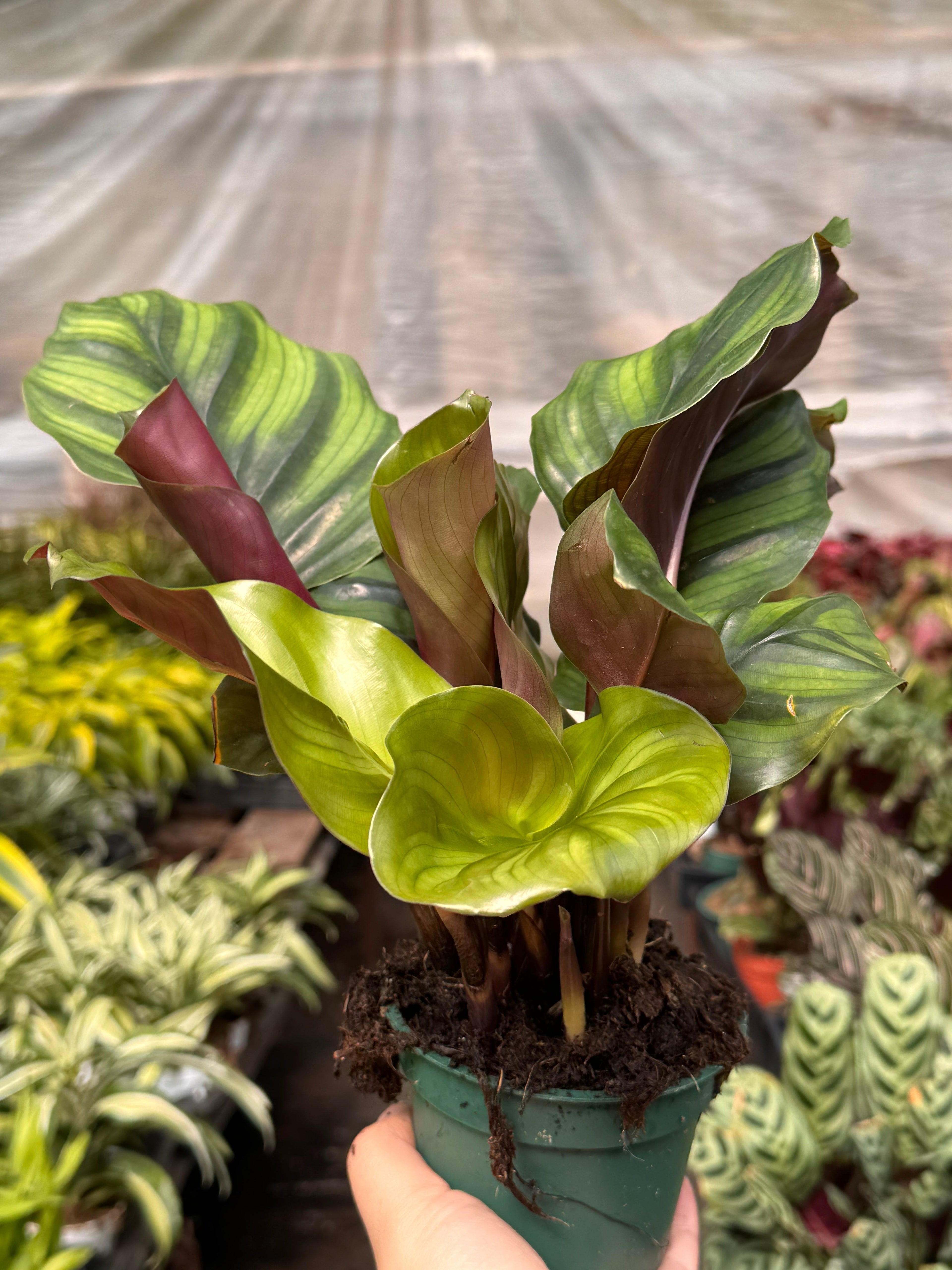 Calathea 'Fasciata' Prayer Plant