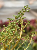 Pilea 'Globosa’
