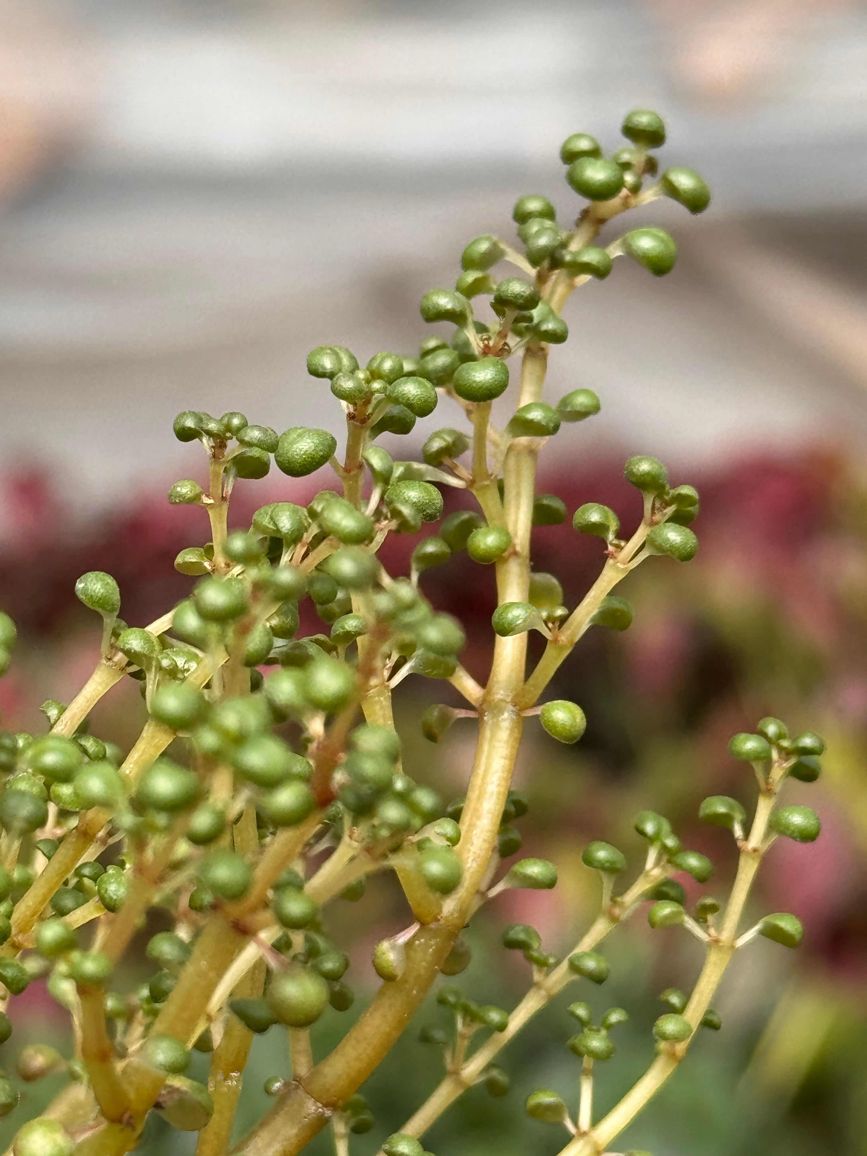 Pilea 'Globosa’