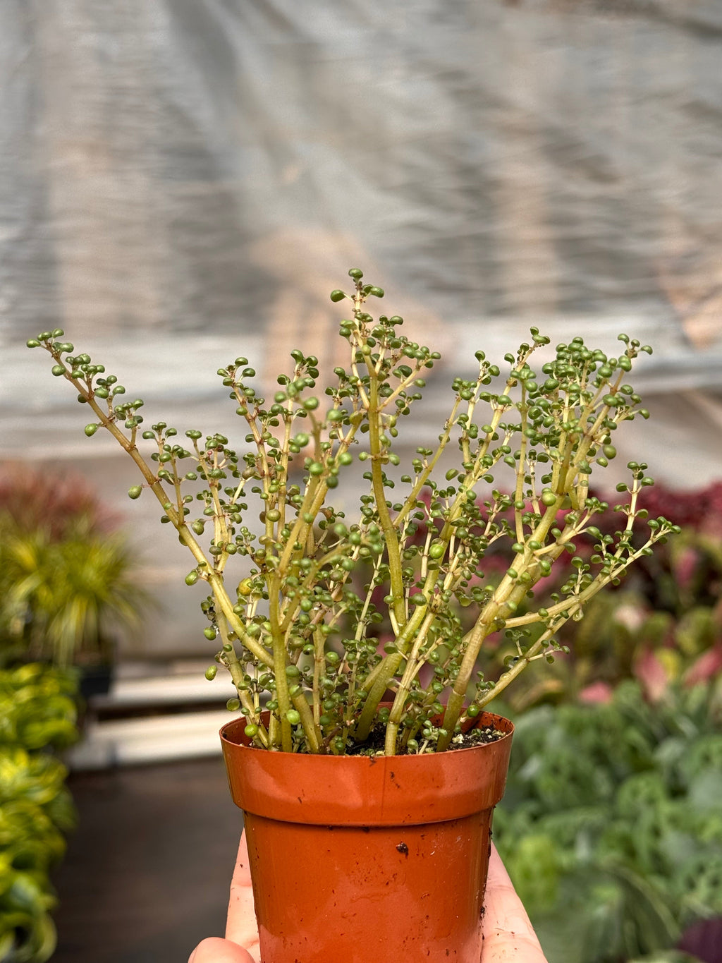 Pilea 'Globosa’