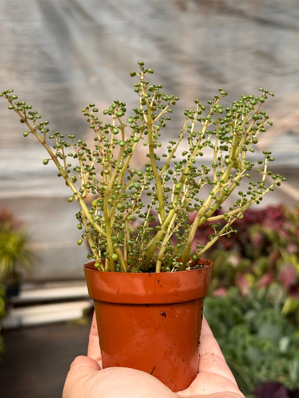 Pilea 'Globosa’