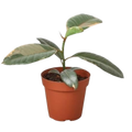 Ficus Elastica 'Ruby Pink' - 4" Pot - NURSERY POT ONLY