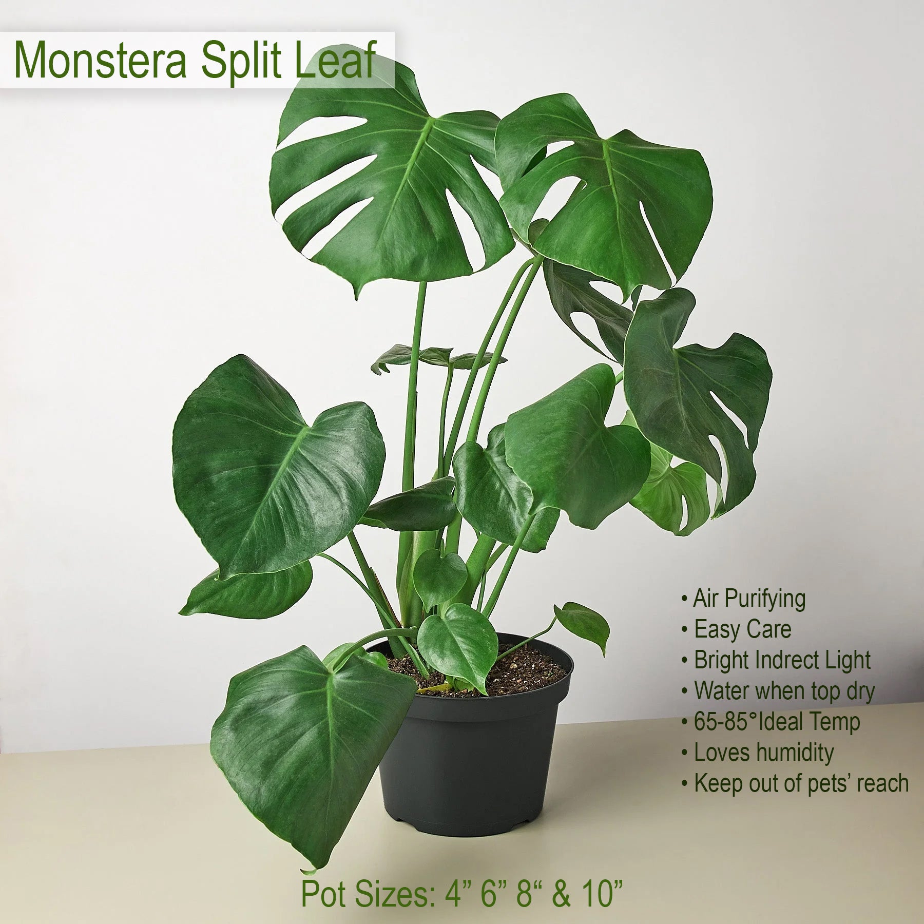 Philodendron Mini Monstera Minima
