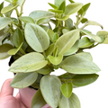 Peperomia 'Pixie Lime’ - Peperomia orba