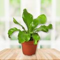 Birds Nest Fern Potted Live Plant