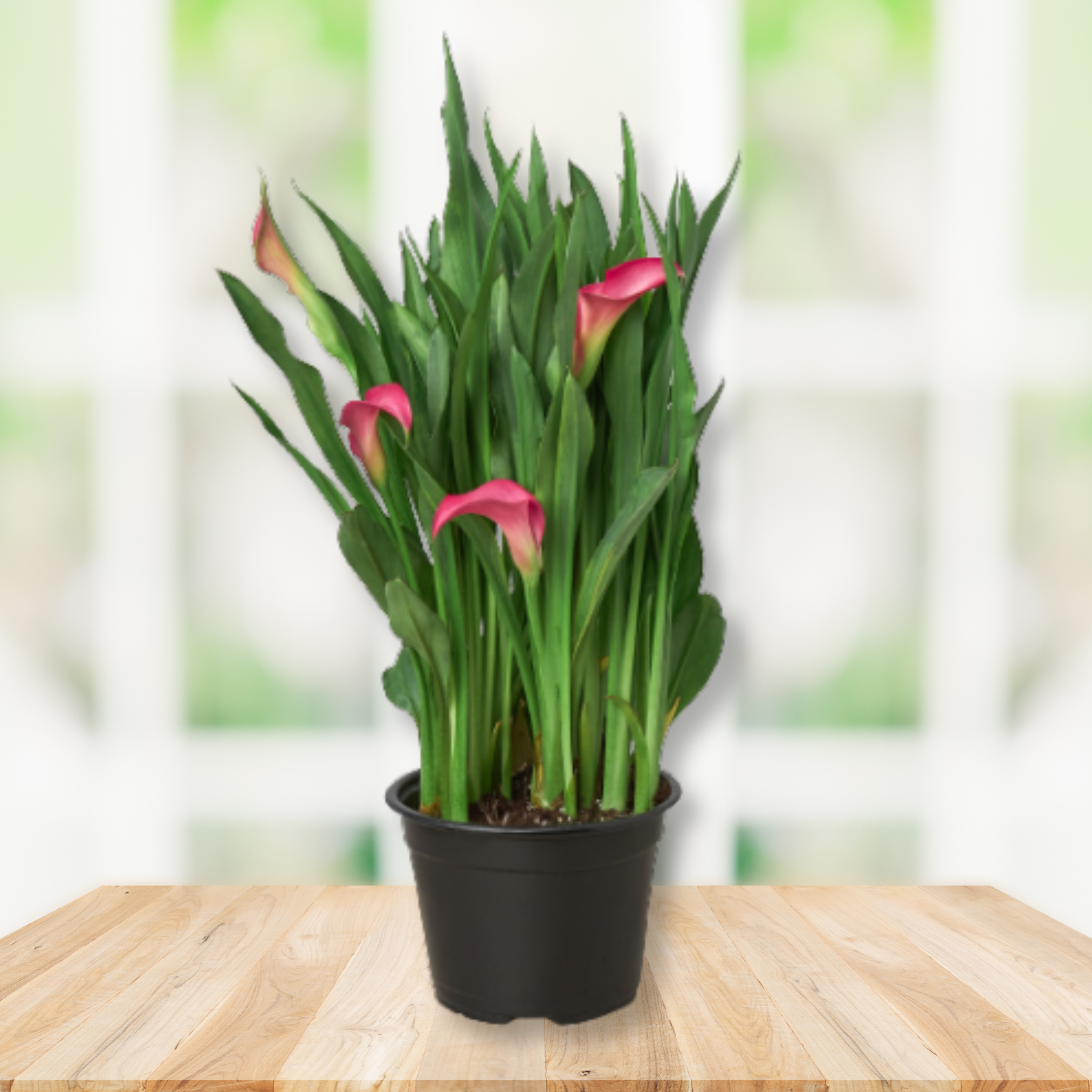 A potted cluster of calla lilies with green leaves and pink flowers, shown in a black nursery pot on a light wood surface with a softly blurred bright background.