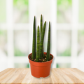 A potted snake plant with upright green stems in a terracotta-colored plastic pot, placed on a light wood surface with a softly blurred white window background.