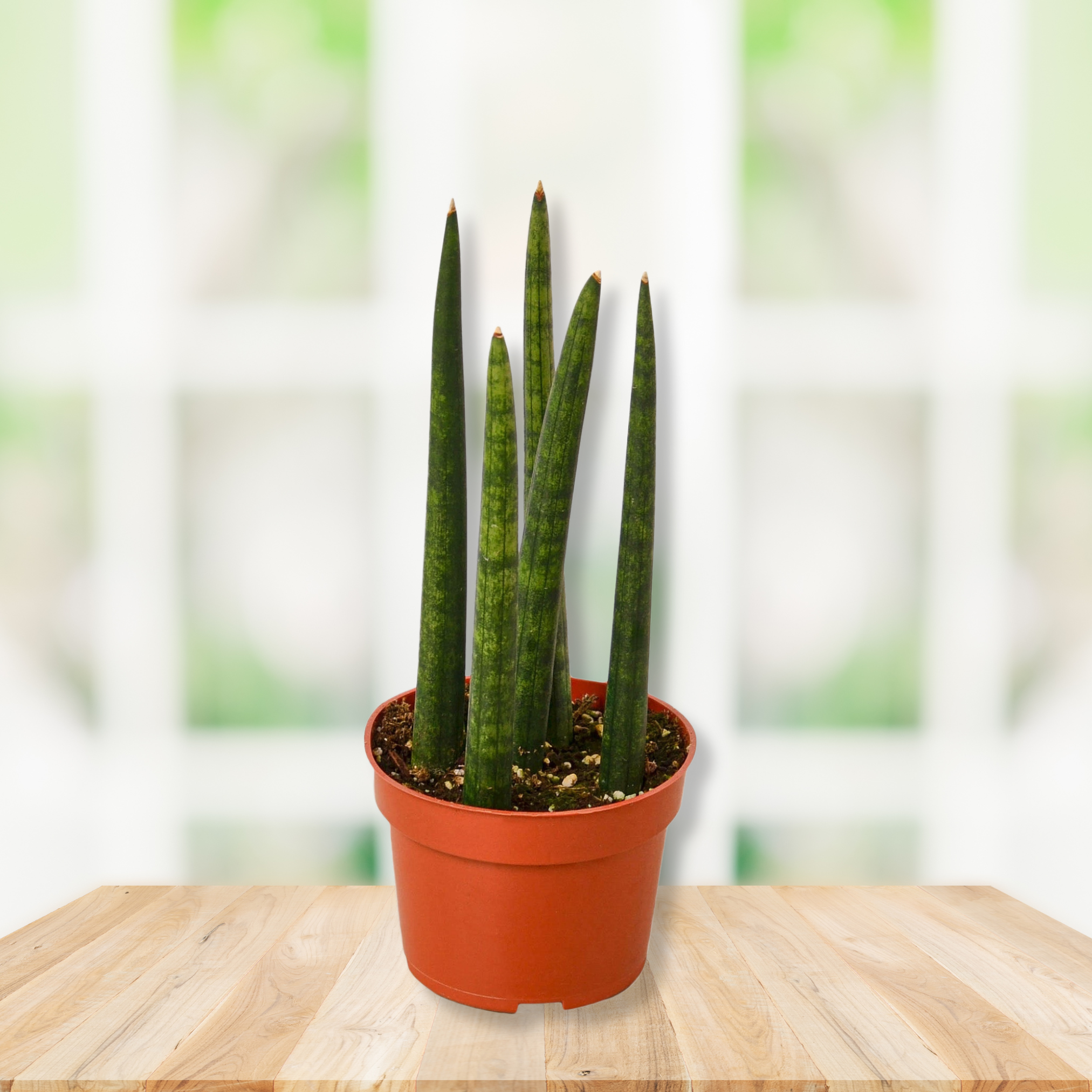 A potted snake plant with upright green stems in a terracotta-colored plastic pot, placed on a light wood surface with a softly blurred white window background.