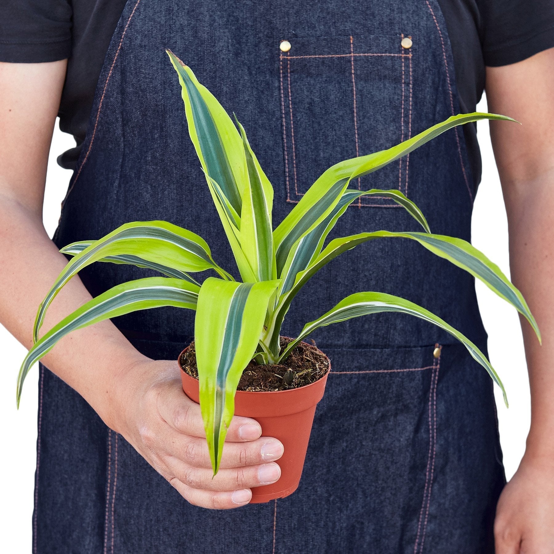 Dracaena 'Lemon Lime'