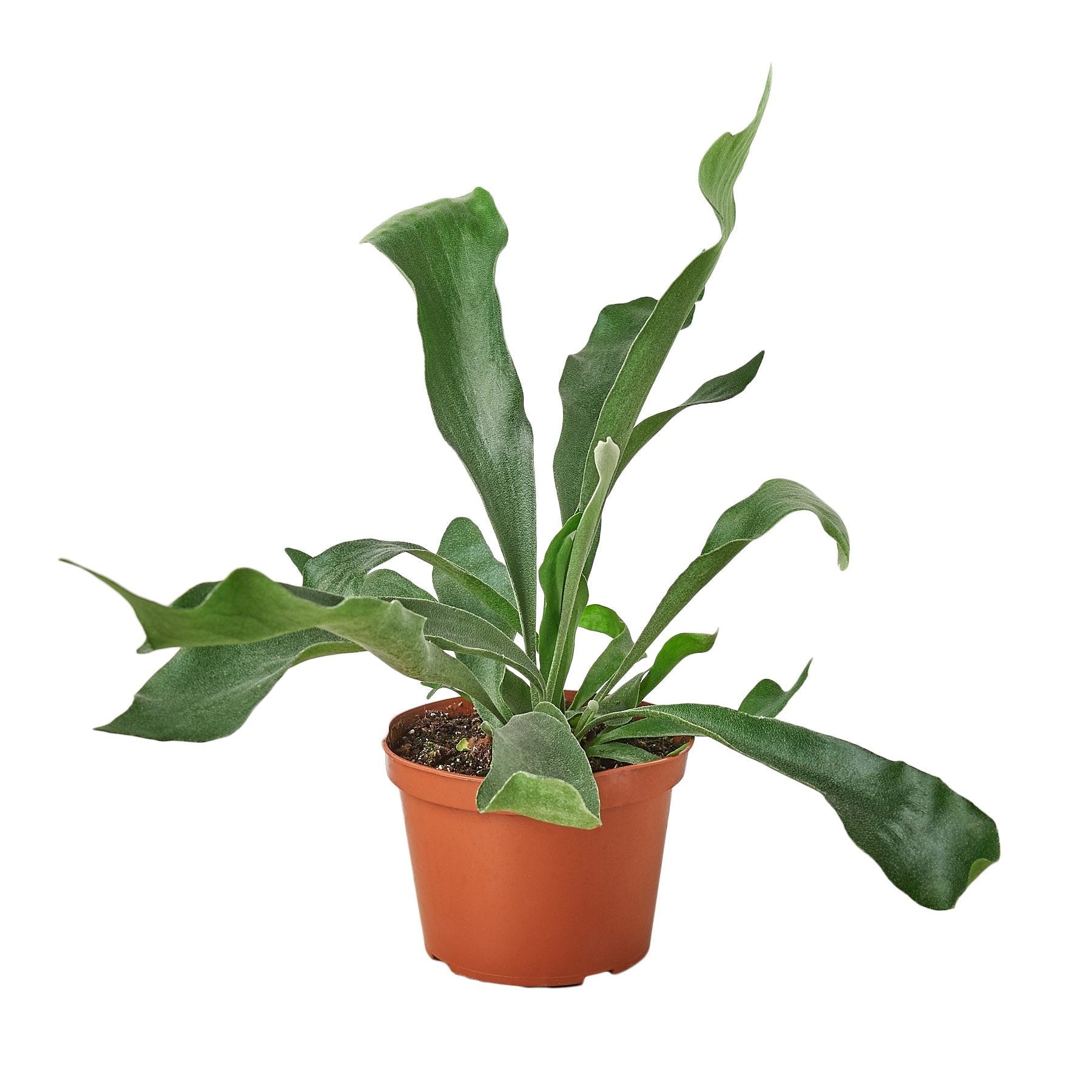 Staghorn Fern - Platycerium bifurcatum 6" Pot NURSERY POT ONLY